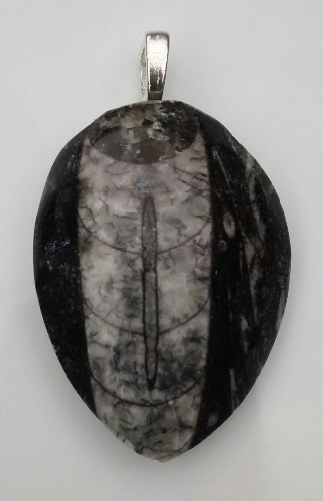 Orthoceras Fossil Pendant